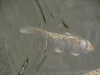 imga0577
