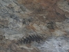 imga0385